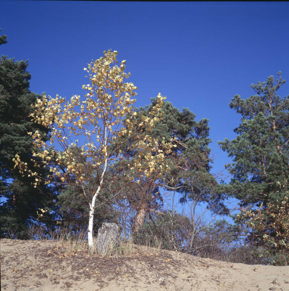 e100g_rollei_001.jpg