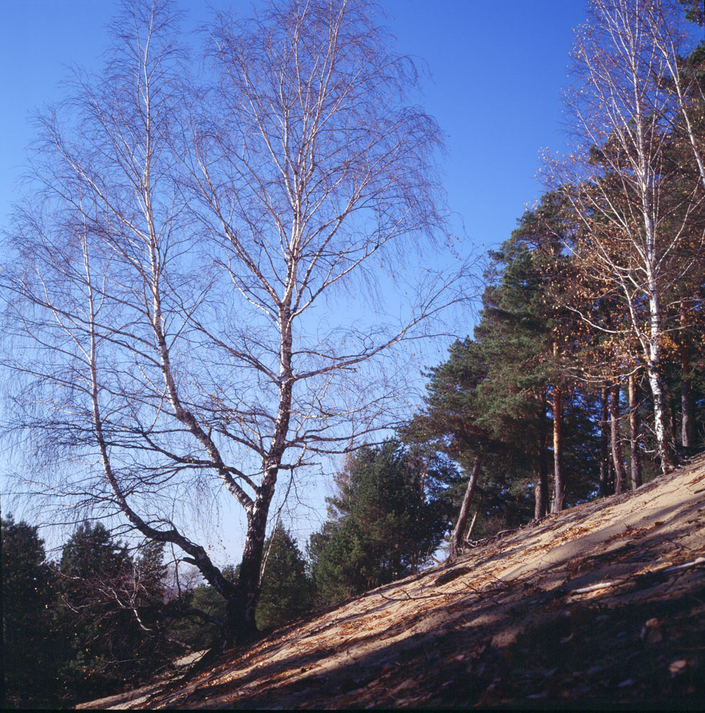 e100g_rollei_006.jpg