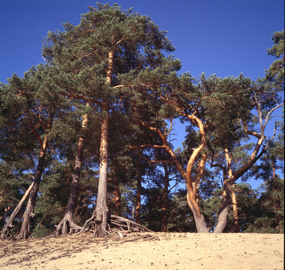 e100g_rollei_008.jpg