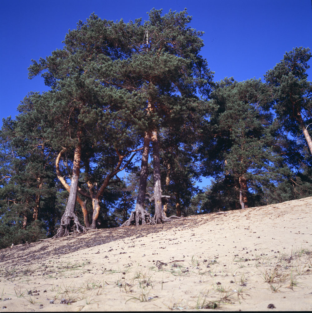 e100g_rollei_009.jpg