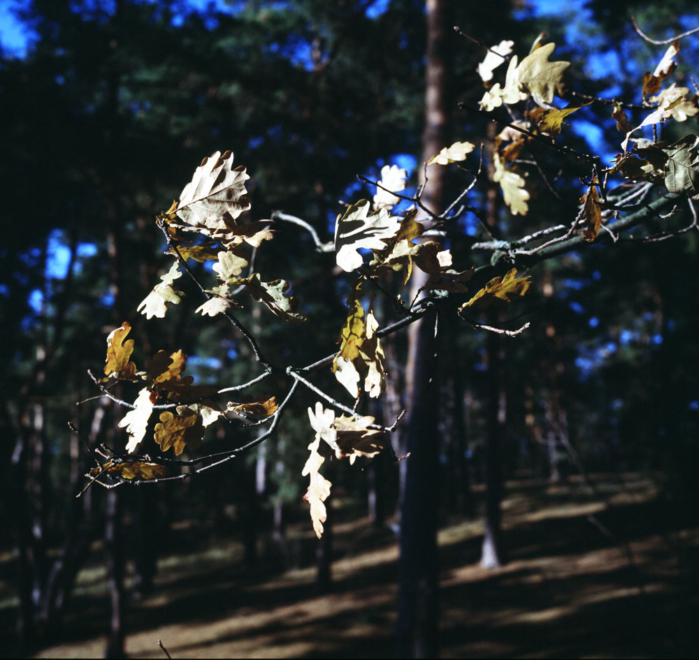 e100g_rollei_010.jpg