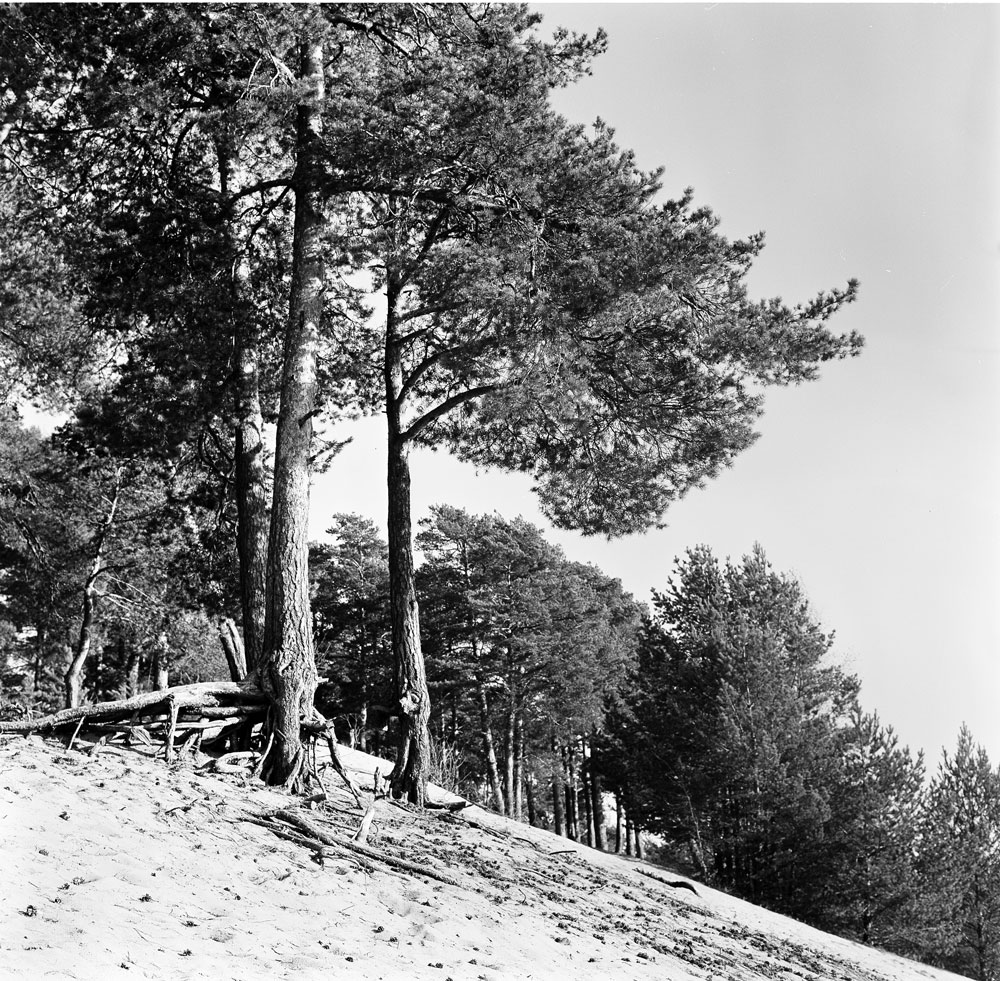 rolleypan25_05.jpg