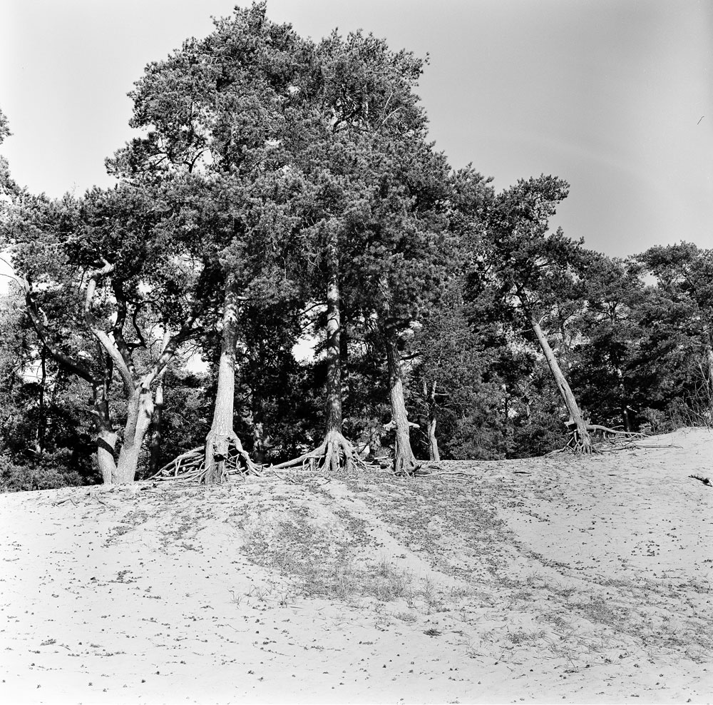 rolleypan25_09.jpg